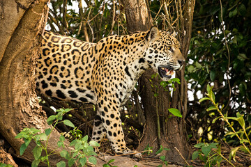 A jaguar emerges from the forest in the Panatanal wetlands of Brazil