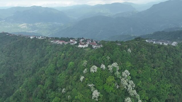 mountain with full of white blossom with green background and house on top 