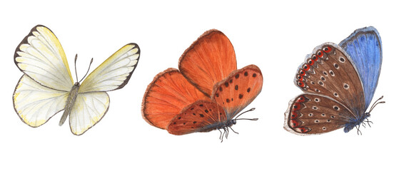 Set of fluttering butterflies. Flying blue, orange, white butterflies. Copper, scarce copper, cabbage. Watercolor illustration for print, textile, wedding invitation, label, poster © Masha_tolk_art
