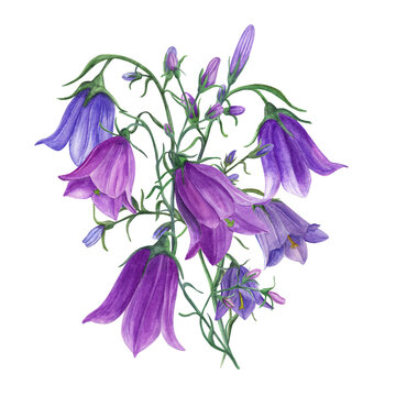 Bouquet of delicate blue lilac bells. Campanula flowers, meadow harebells. Watercolor illustration of wild plants on white. For wedding invitation, birthday cards, poster, textile design, prints