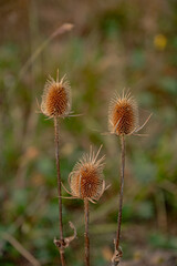 summer wildflowers at sunset