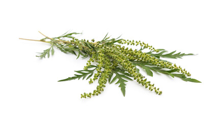 Flower and leaves of ambrosia.