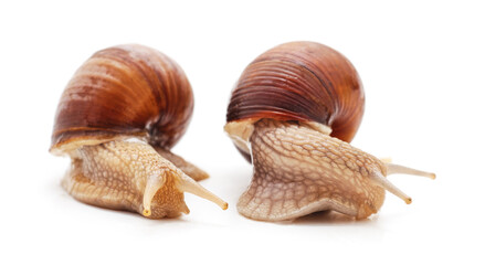 Two large snails.