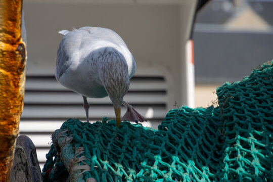 Seagull looking for leftovers in a fishing net