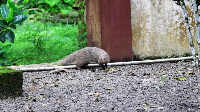 Indian grey mongoose , Asian grey mongoose (Urva edwardsii)