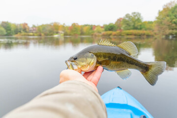Fresh bass held by mouth, kayak fishing, hobby leisure activities, copy space image