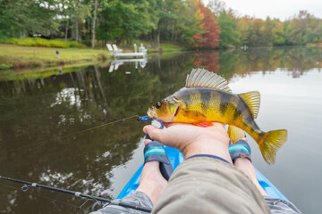 Holding yellow perch, kayak fishing fall season, overcast day.