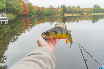 Holding yellow perch, kayak fishing fall season, overcast day.
