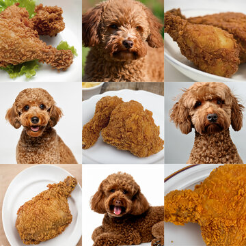 Labradoodle or fried chicken