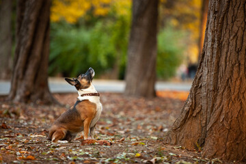 Cute dog in the autumn forest