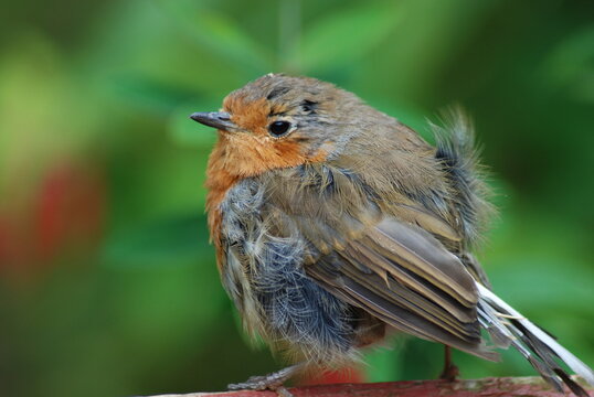 robin cose up 2