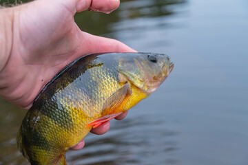 Holding yellow perch, kayak fishing fall season, overcast day.