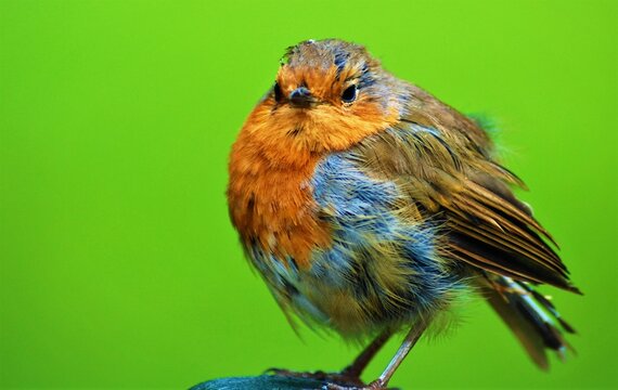 robin close up 