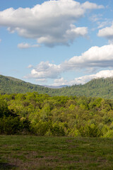 landscape with trees