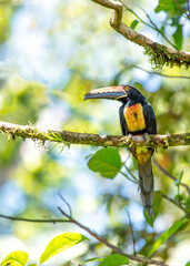Collared Acari (Accipiter cirrocephalus) Portrait