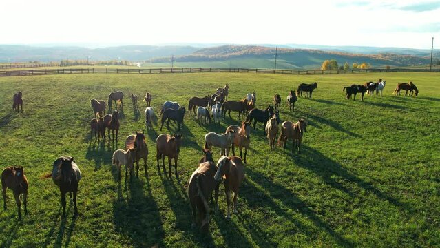 Herd of horses grazing on a field with green grass during sunset, aerial view. Autumn season. The shadow of the horses. Sunlight