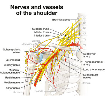 Nerves And Vessels Of The Shoulder. Brachial plexus. Medically illustration. Labeled