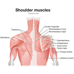 Shoulder Muscles, Posterior View, Superficial And Deep View, Medically Illustration. Labeled - obrazy, fototapety, plakaty