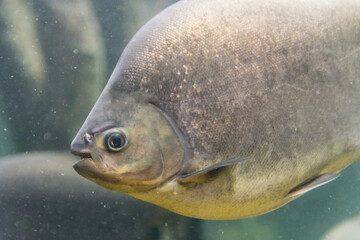 fish swimming in the water