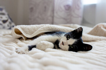 A cute black and white kitten is sleeping on a white soft blanket. The cat is best to nap on the bed. Comfortable pets sleep in a cozy house.
