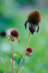 Three dry Echinacea flowers in the garden on a green background