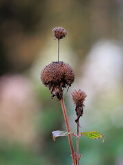 Wilting monarda flower in the autumn garden