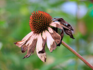 Photo art of dried flower Echinacea