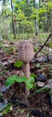 macrolepiota in the forest