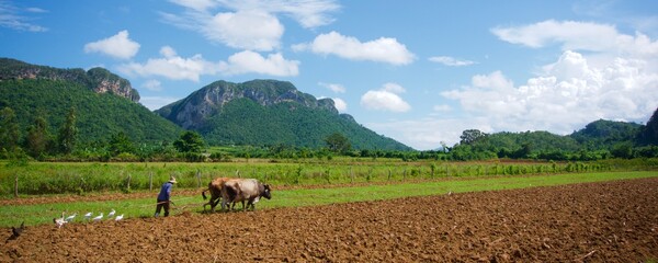 Vista general de un campo y dos cuyes arando. - obrazy, fototapety, plakaty