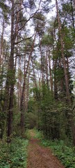 footpath in the forest