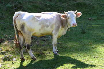 A cow grazes on a pasture in the middle of a forest.