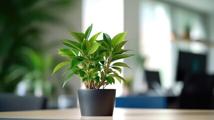 green plant in the corner of an office