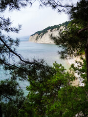 Fototapeta na wymiar View of the sea and cliff through pine branches