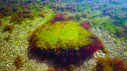 Green and red algae on a stone near the shore of the Tiligul estuary during the drying out of the...