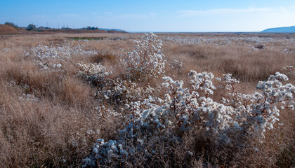 Valley of the Tiligul estuary with salt marshes, drying Aster tripolium plants with seeds and fluff