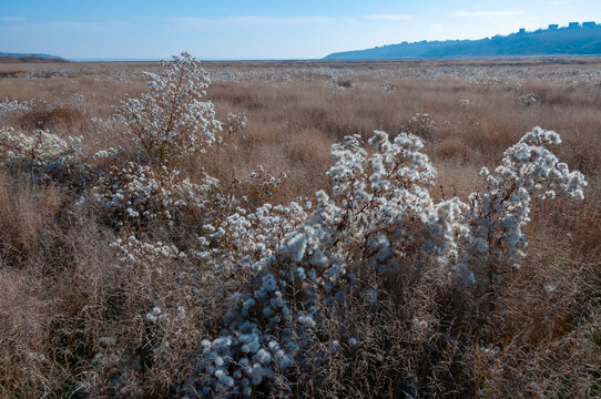 Valley of the Tiligul estuary with salt marshes, drying Aster tripolium plants with seeds and fluff