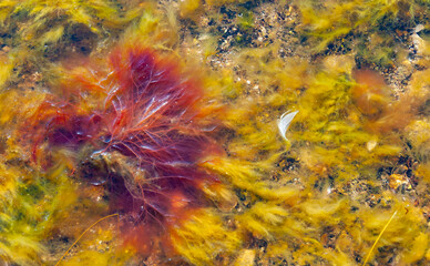 Red algae Polysiphonia on a stone near the shore of the Tiligul estuary during the drying out of...