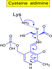 Cysteine aldimine structure .Vector illustration