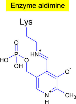 Enzyme aldimine ,formula .Vector illustration