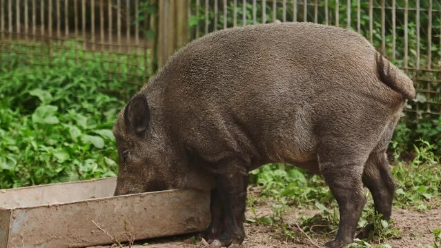 Wild pig eat food from a trough.Concept of petting zoo,animal care, animal protection,keeping wild animals in captivity