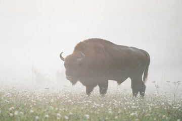 Wild bison on foggy morning field - 655357496