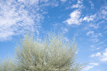秋の空とロシアンオリーブ