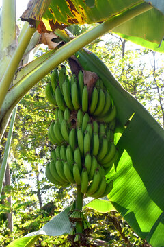 Close-up of a branch of green bananas with a leaf hanging from a tree in a garden on a green nature background on sunny day in Thailand.
