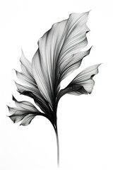 black and white abstraction of acanthus leaf.