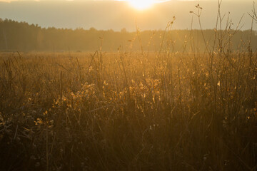 Evening sunbeam over dry vegetation on the swampy meadow in autumn