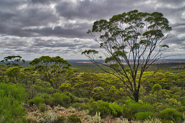 View of the Great Western Woodlands near Norseman, Western Australia. In the foreground a superb...