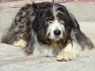 Shepherd dog in Romania. Big dog