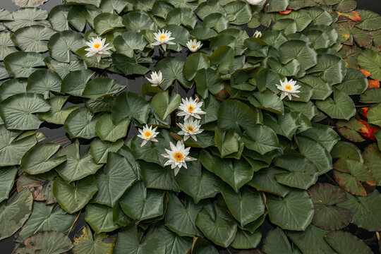 Pink water lily or Marliacea Rosea lotus flower in garden pond. Close-up of nymphaeum against blurred background of aquatic plants. Floral landscape for nature wallpaper. High quality photo