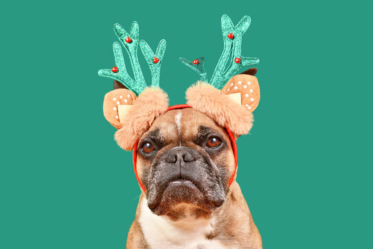 Cute French Bulldog dog with Christmas reindeer antler costume on green background
