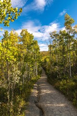 Sunlit Trail Through Trees
